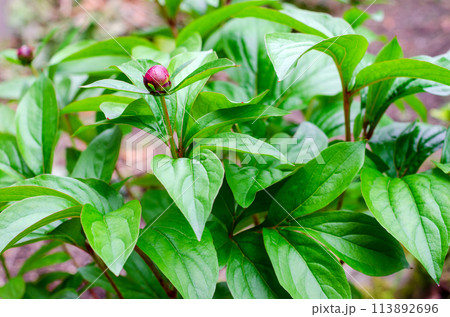 ツボミ状態の芍薬 ツボミ状態の芍薬 113892696