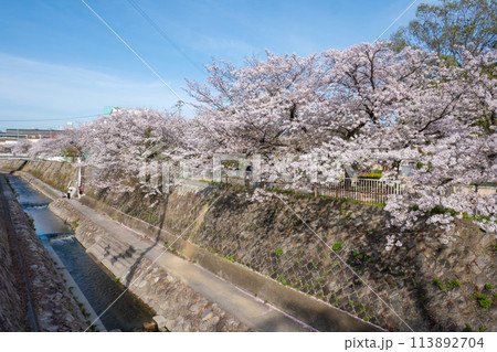妙法寺川の桜並木 113892704