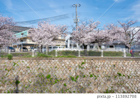 妙法寺川の桜並木 妙法寺川の桜並木 113892708