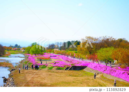 芝桜　シバザクラ　しばざくら　立谷川　桜　山形市 113892829