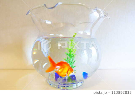 キンギョ 金魚 魚 夏 日本 和 キンギョ 金魚 魚 夏 日本 和 113892833