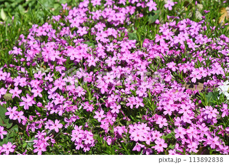 シバザクラ(芝桜) シバザクラ(芝桜) 113892838