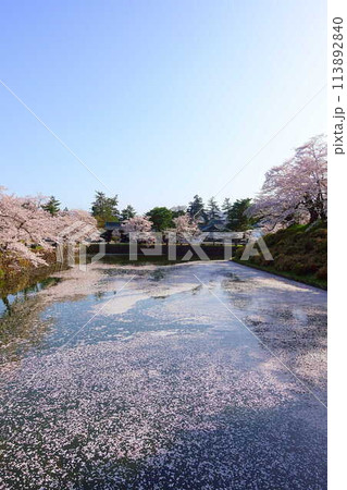 満開の桜 花筏 松が岬公園 さくら サクラ ソメイヨシノ 満開の桜 花筏 松が岬公園 さくら サクラ ソメイヨシノ 113892840