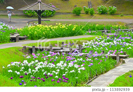 岡崎東公園の美しい花菖蒲園 113892939