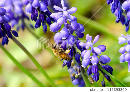 ムスカリ×ミツバチ ムスカリ×ミツバチ 113893269