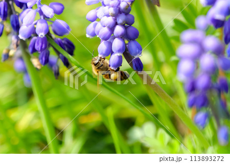 ムスカリ×ミツバチ ムスカリ×ミツバチ 113893272