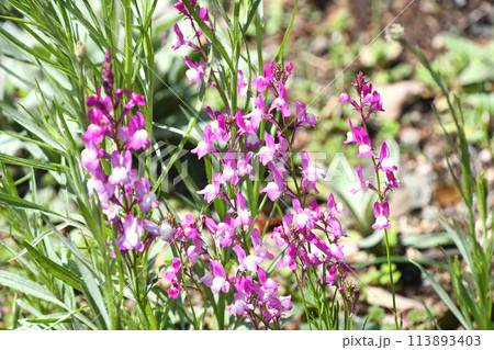 リナリア(姫金魚草) リナリア(姫金魚草) 113893403