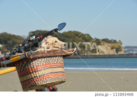 自転車のかごに乗ってサイクリングする犬 113893406