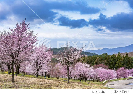 春の桜峠 満開のオオヤマザクラ 福島県北塩原村 春の桜峠 満開のオオヤマザクラ 福島県北塩原村 113893565