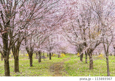 春の桜峠　満開のオオヤマザクラ　福島県北塩原村 113893567
