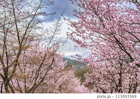春の桜峠　満開のオオヤマザクラ　福島県北塩原村 113893569