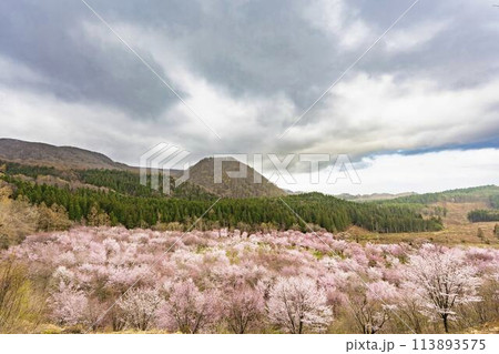 春の桜峠　満開のオオヤマザクラ　福島県北塩原村 113893575