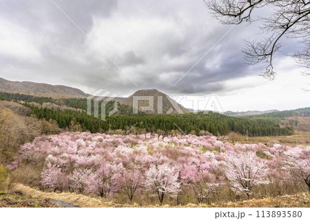 春の桜峠 満開のオオヤマザクラ 福島県北塩原村 春の桜峠 満開のオオヤマザクラ 福島県北塩原村 113893580