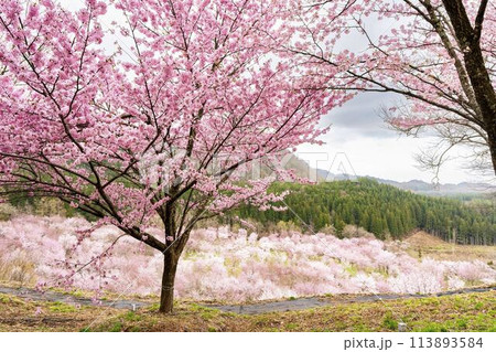 春の桜峠　満開のオオヤマザクラ　福島県北塩原村 113893584