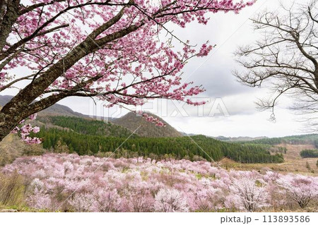 春の桜峠　満開のオオヤマザクラ　福島県北塩原村 113893586