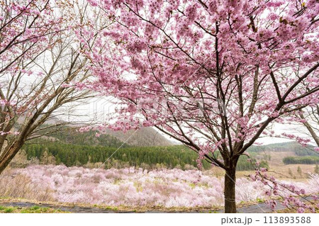 春の桜峠 満開のオオヤマザクラ 福島県北塩原村 春の桜峠 満開のオオヤマザクラ 福島県北塩原村 113893588