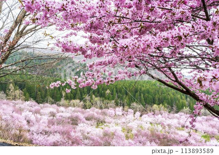 春の桜峠 満開のオオヤマザクラ 福島県北塩原村 春の桜峠 満開のオオヤマザクラ 福島県北塩原村 113893589