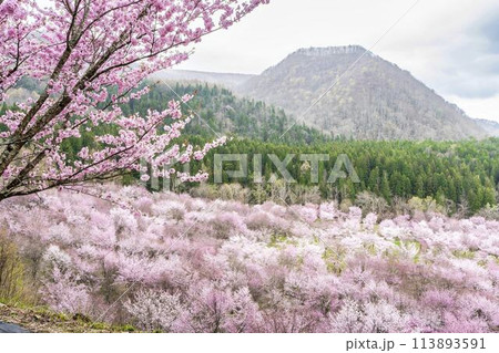 春の桜峠 満開のオオヤマザクラ 福島県北塩原村 春の桜峠 満開のオオヤマザクラ 福島県北塩原村 113893591