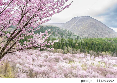 春の桜峠　満開のオオヤマザクラ　福島県北塩原村 113893592
