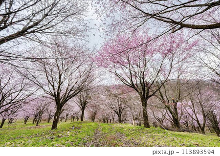 春の桜峠 満開のオオヤマザクラ 福島県北塩原村 春の桜峠 満開のオオヤマザクラ 福島県北塩原村 113893594