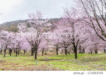 春の桜峠　満開のオオヤマザクラ　福島県北塩原村 113893595