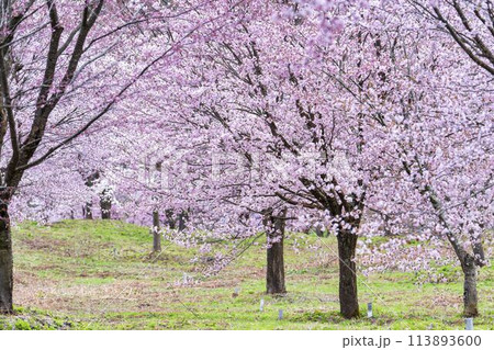 春の桜峠　満開のオオヤマザクラ　福島県北塩原村 113893600