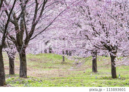 春の桜峠 満開のオオヤマザクラ 福島県北塩原村 春の桜峠 満開のオオヤマザクラ 福島県北塩原村 113893601