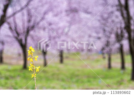 春の桜峠　満開のオオヤマザクラ　福島県北塩原村 113893602