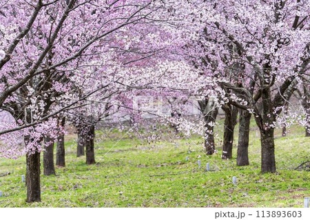 春の桜峠　満開のオオヤマザクラ　福島県北塩原村 113893603