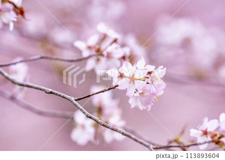 春の桜峠　満開のオオヤマザクラ　福島県北塩原村 113893604