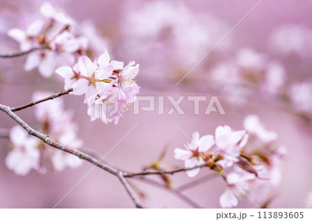 春の桜峠　満開のオオヤマザクラ　福島県北塩原村 113893605