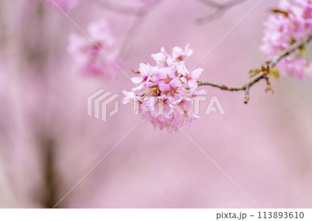 春の桜峠　満開のオオヤマザクラ　福島県北塩原村 113893610