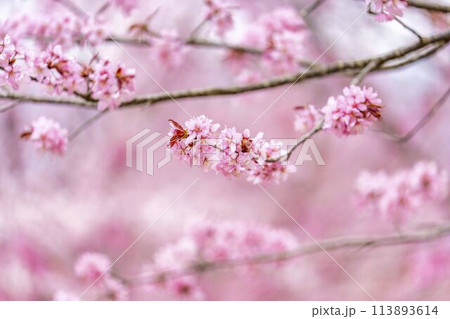 春の桜峠 満開のオオヤマザクラ 福島県北塩原村 春の桜峠 満開のオオヤマザクラ 福島県北塩原村 113893614