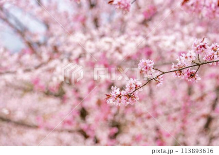 春の桜峠　満開のオオヤマザクラ　福島県北塩原村 113893616