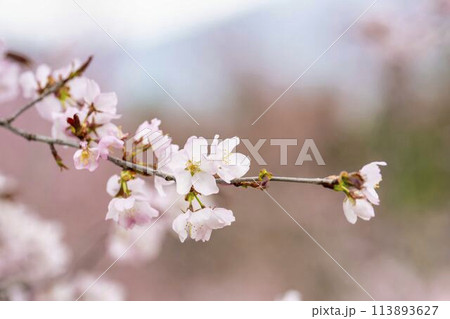 春の桜峠 満開のオオヤマザクラ 福島県北塩原村 春の桜峠 満開のオオヤマザクラ 福島県北塩原村 113893627