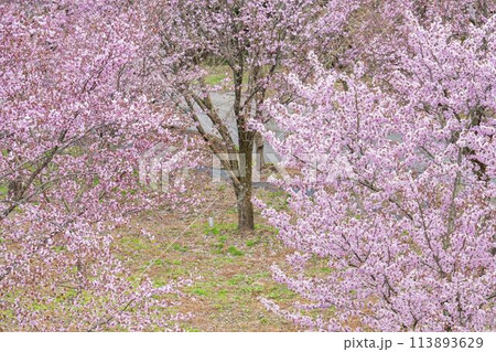 春の桜峠 満開のオオヤマザクラ 福島県北塩原村 春の桜峠 満開のオオヤマザクラ 福島県北塩原村 113893629
