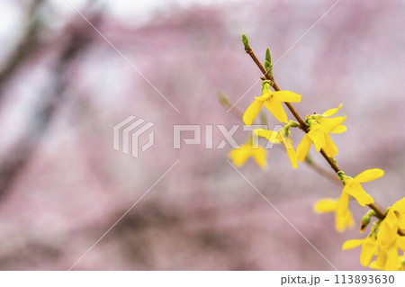 春の桜峠 レンギョウの花と満開のオオヤマザクラ 福島県北塩原村 春の桜峠 レンギョウの花と満開のオオヤマザクラ 福島県北塩原村 113893630