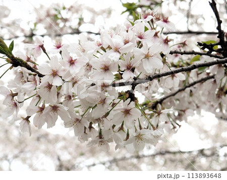 福岡城址舞鶴公園の満開の桜の花 福岡城址舞鶴公園の満開の桜の花 113893648