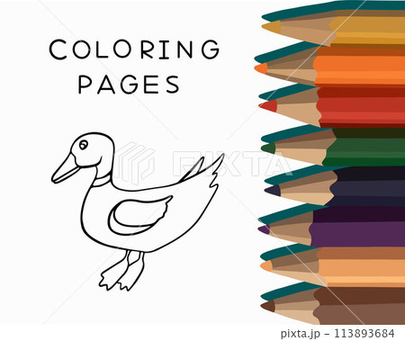 Vector isolated illustration of duck coloring page. Coloring page for kindergarten. Vector isolated illustration of duck coloring page. Coloring page for kindergarten. 113893684