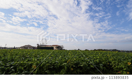 神奈川県横須賀市ソレイユの丘の夏 113893835