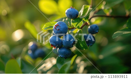 Fresh Organic Blueberries on the bush. close up 113893911