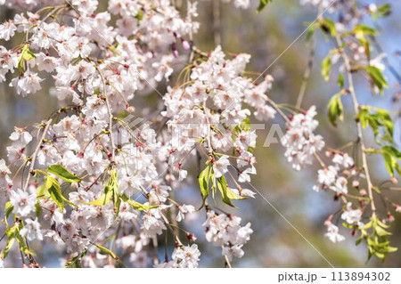 春の桜並木　日中線のしだれ桜　福島県喜多方市 113894302