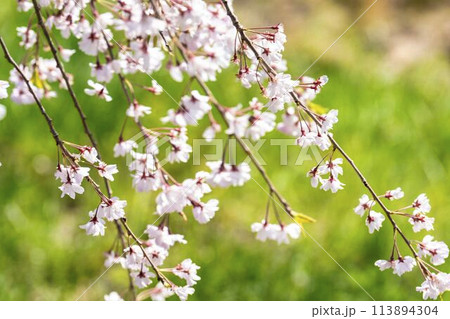 春の桜並木　日中線のしだれ桜　福島県喜多方市 113894304