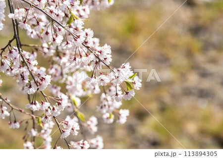 春の桜並木　日中線のしだれ桜　福島県喜多方市 113894305