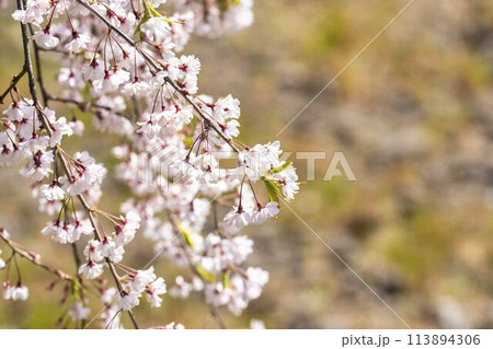 春の桜並木 日中線のしだれ桜 福島県喜多方市 春の桜並木 日中線のしだれ桜 福島県喜多方市 113894306