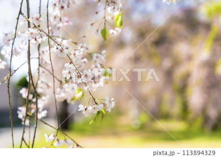 春の桜並木　日中線のしだれ桜　福島県喜多方市 113894329