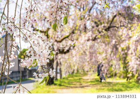 春の桜並木 日中線のしだれ桜 福島県喜多方市 春の桜並木 日中線のしだれ桜 福島県喜多方市 113894331