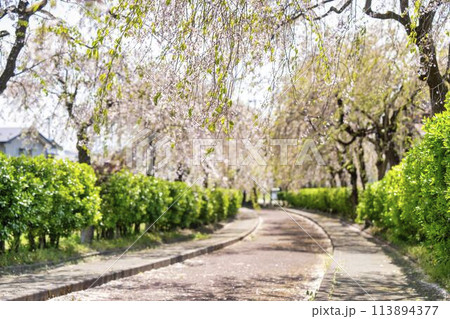 春の桜並木　日中線のしだれ桜　始端側　福島県喜多方市 113894377
