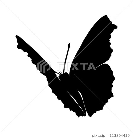 A butterfly is flying in the air. The butterfly is black and white. Vector silhouette illustration for laser cut, sticker, tattoo . Isolated on white background. A butterfly is flying in the air. The butterfly is black and white. Vector silhouette illustration for laser cut, sticker, tattoo . Isolated on white background. 113894439