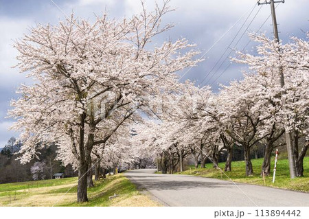 春の桜並木 満開の町営磐梯山牧場の桜 福島県猪苗代町 春の桜並木 満開の町営磐梯山牧場の桜 福島県猪苗代町 113894442
